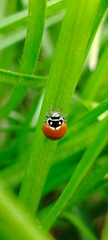 Cycloneda emarginata