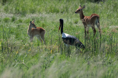 Ephippiorhynchus senegalensis