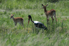 Ephippiorhynchus senegalensis