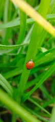 Cycloneda emarginata