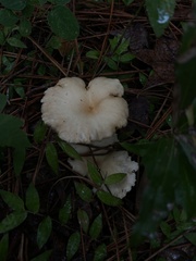 Gerronema strombodes