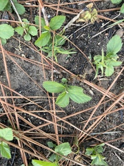 Sida rhombifolia