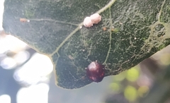 Chilocorus bipustulatus