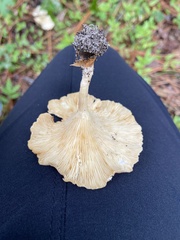 Gerronema strombodes