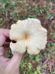 Gerronema strombodes