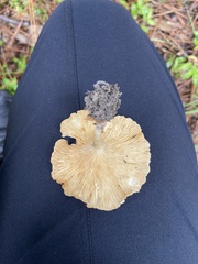 Gerronema strombodes