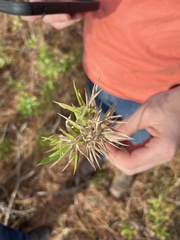 Dichanthelium laxiflorum