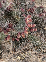 Opuntia tortispina