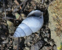 Georginapaeus hohenackeri