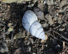 Georginapaeus hohenackeri