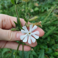 Silene latifolia