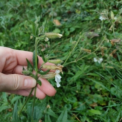 Silene latifolia