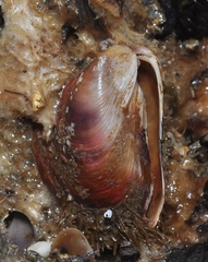 Modiolus barbatus