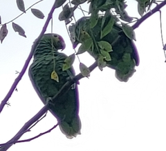 Amazona autumnalis
