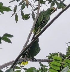 Amazona autumnalis