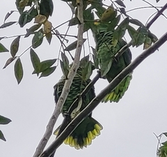 Amazona autumnalis