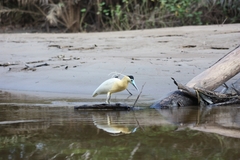 Pilherodius pileatus