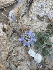 Passiflora pentaschista