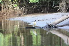 Pilherodius pileatus