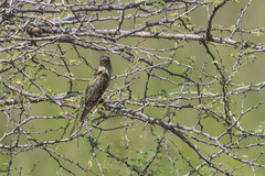 Chrysococcyx caprius