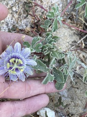 Passiflora pentaschista