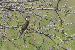 Chrysococcyx caprius