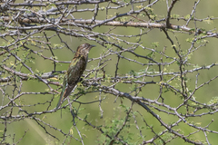 Chrysococcyx caprius