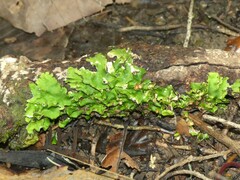 Crocodia