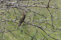 Chrysococcyx caprius