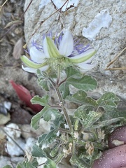Passiflora pentaschista