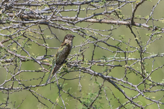 Chrysococcyx caprius