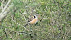 Saltatricula multicolor