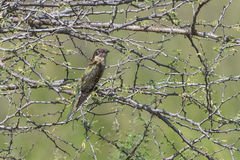 Chrysococcyx caprius