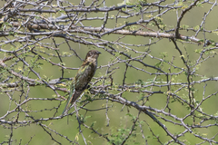 Chrysococcyx caprius