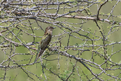 Chrysococcyx caprius