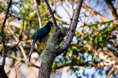 Cyanocorax yucatanicus