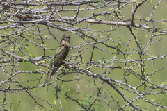 Chrysococcyx caprius