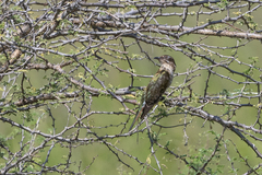 Chrysococcyx caprius