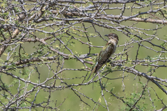 Chrysococcyx caprius