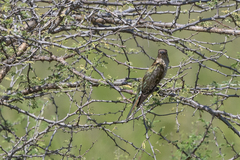 Chrysococcyx caprius