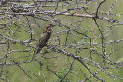 Chrysococcyx caprius