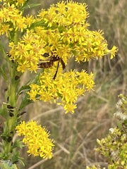 Polistes dorsalis
