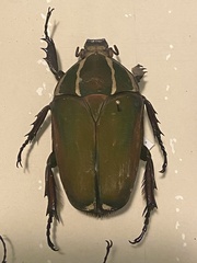 Mecynorhina