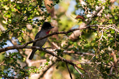 Pachyramphus aglaiae