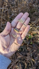 Chasmanthium latifolium