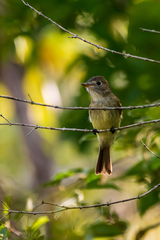Empidonax