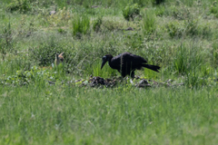 Bucorvus abyssinicus