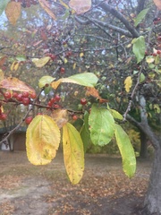 Malus angustifolia