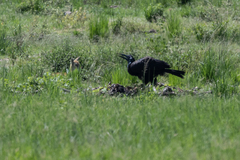 Bucorvus abyssinicus