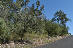 Acacia bancroftiorum